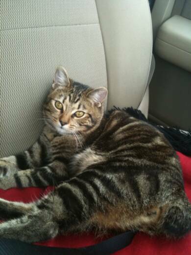 American Bobtail kitten travels well in the car classic marble tabby from Cherokee Mountain Bobtails