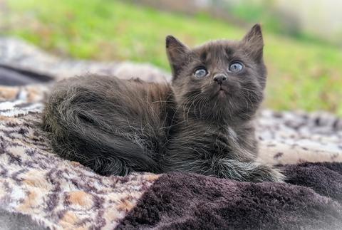 American Bobtail, Black, Female, kitten for sale,