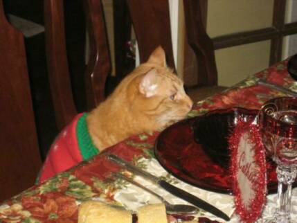American Bobtail kittens play dress up and eat at table