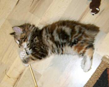 American Bobtail kitten Classic Tortie Tabby Marble Swirl