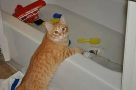 American bobtail kitten plays in the tub water