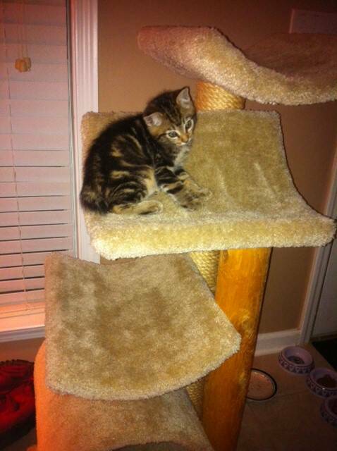 American Bobtail Kitten Atreyu in his new home from Cherokee Mountain Bobtails