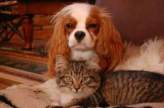 American Bobtail kitten gets along with dogs