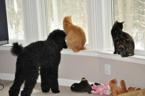 American Bobtail kittens get along with dogs