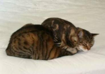 American Bobtail kittens get along with other cats