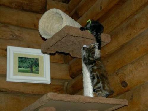 American Bobtail kittens playing on cat tree kittens from Cherokee Mountain Bobtails