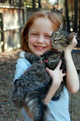 American Bobtail kittens get along with kids