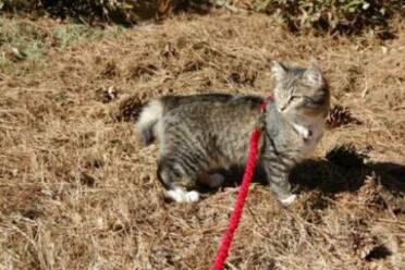 American Bobtail kitten leash training