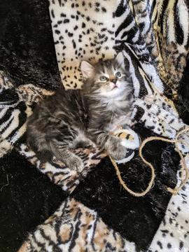 American Bobtail, Classic Tabby, Male, Kitten, for sale,