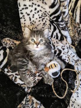 American Bobtail, Classic Tabby, Male, Kitten, for sale,