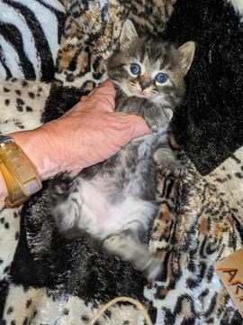 American Bobtail, Classic Tabby, Female, Kitten, for sale, northeast alabama, ne alabama, southesast usa, 
