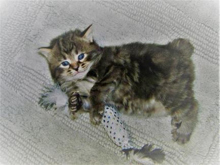 American Bobtail Kitten for sale classic marble tabby girl