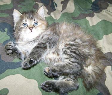 American Bobtail Kitten for sale Female Patched Tortie Tabby Torbie