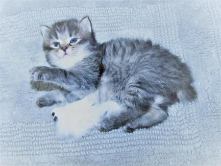 American Bobtail Kitten for sale mackerel tabby girl