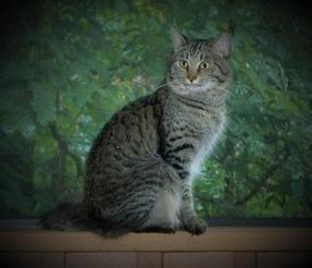 American Bobtail, Spotted, Tabby, King,