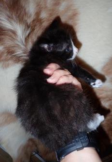 Black with socks, American Bobtail kitten