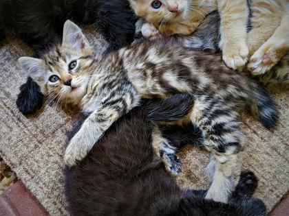 American Bobtail, Kitten, Female, Chocolate Classic Tabby,
