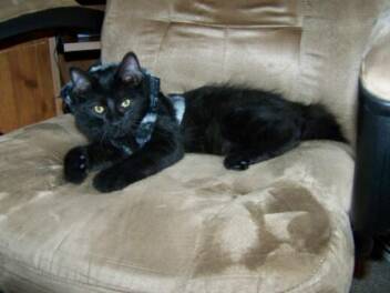 Black Medium Long Coat American Bobtail Kitten For Sale Male