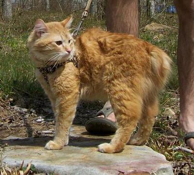American Bobtail King, walking on a leash, red spotted tabby,