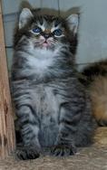 American Bobtail, Spotted, Tabby,  Male, Kitten, for sale,