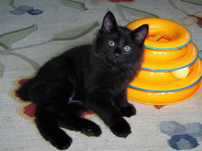 Black Male American Bobtail Kitten for sale
