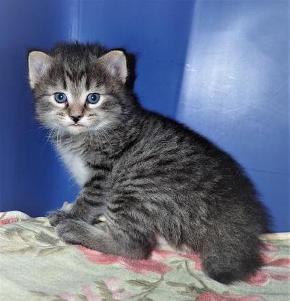 American Bobtail, Kitten, For Sale, Tabby, Male