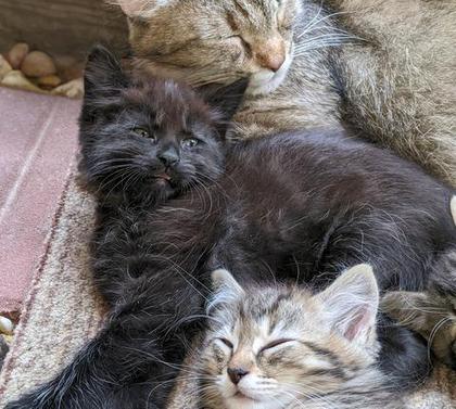 American Bobtail, kitten, Black, Chocolate, kitten