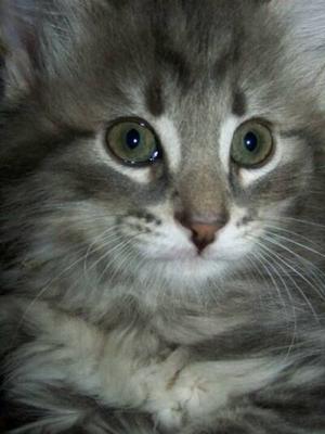 American Bobtail kitten face classic marble tabby girl female