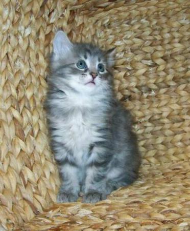 American Bobtail kitten for sale female classic marble tabby medium long coat