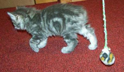 American Bobtail kitten classic marble tabby 