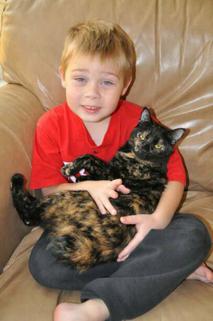 American Bobtail kittens get along with kids