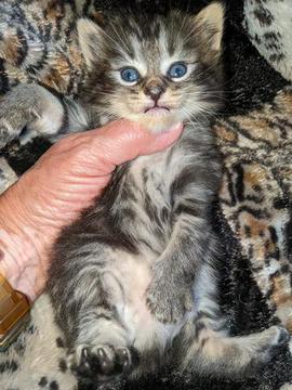 American Bobtail, Classic Tabby, Female, Kitten, for sale,