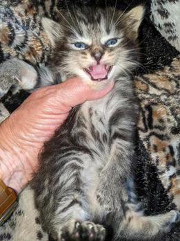 American Bobtail, Classic Tabby, Female, Kitten, for sale,