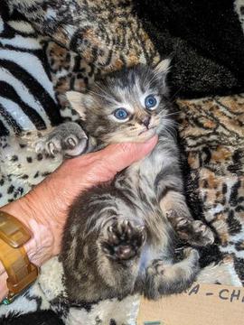 American Bobtail, Classic Tabby, Female, Kitten, for sale,