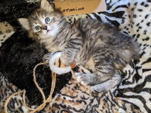 American Bobtail, Torbie, Tabby, Female, Kitten for sale,