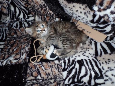 American Bobtail, Torbie, Tabby, Female, Kitten for sale,