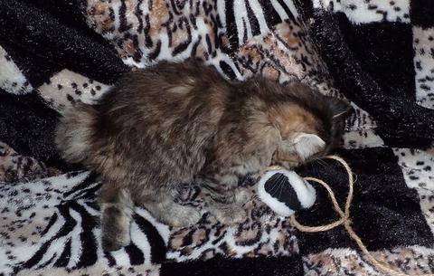 American Bobtail, Torbie, Tabby, Female, Kitten for sale,