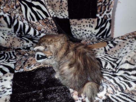 American Bobtail, Torbie, Tabby, Female, Kitten for sale,