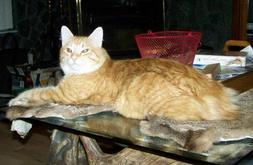 American Bobtail King Stud Cat at Cherokee Mountain Bobtails, Red Spotted Tabby