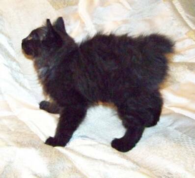 American Bobtail Kitten Black Kitten