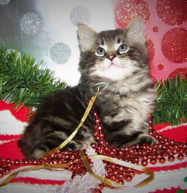 American Bobtail Male Black Classic Marble Tabby SOLD