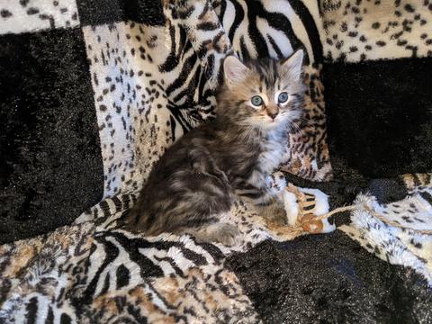 American Bobtail, Classic Tabby, Male, Kitten, for sale,