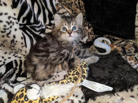 American Bobtail, Classic Tabby, Male, Kitten, for sale,