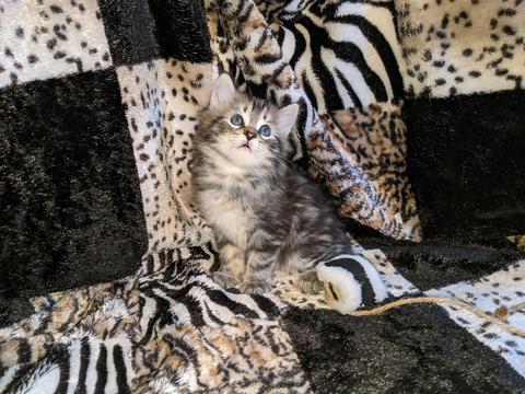 American Bobtail, Classic Tabby, Male, Kitten, for sale,