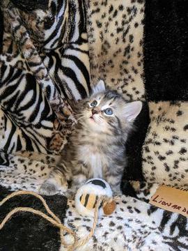American Bobtail, Classic Tabby, Male, Kitten, for sale,