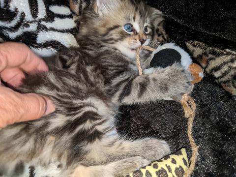 American Bobtail, Classic Tabby, Male, Kitten, for sale,