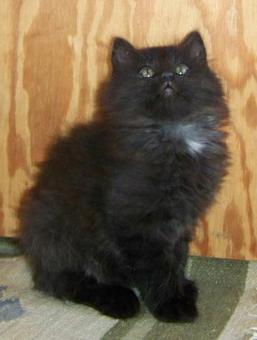 Black Female American Bobtail kitten for sale