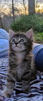 American, Bobtail, American Bobtail, kitten, for sale, female, Torbie, Tabby, 6 weeks old, Tortoiseshell,