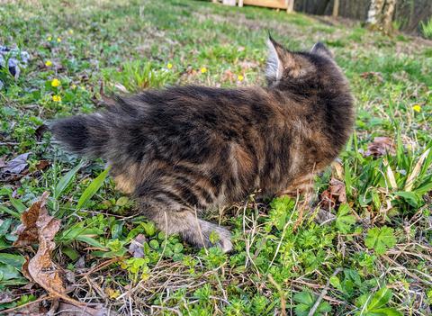 American, Bobtail, American Bobtail, kitten, for sale, female, Torbie, Tabby, 6 weeks old, Tortoiseshell,