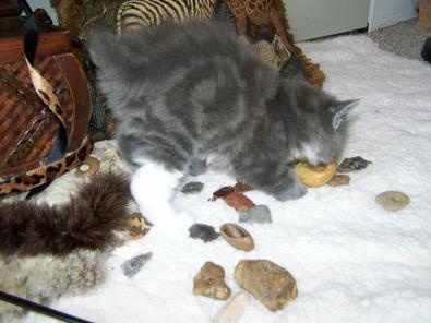 Blue Silver Classic Tabby with socks Male American Bobtail Kitten